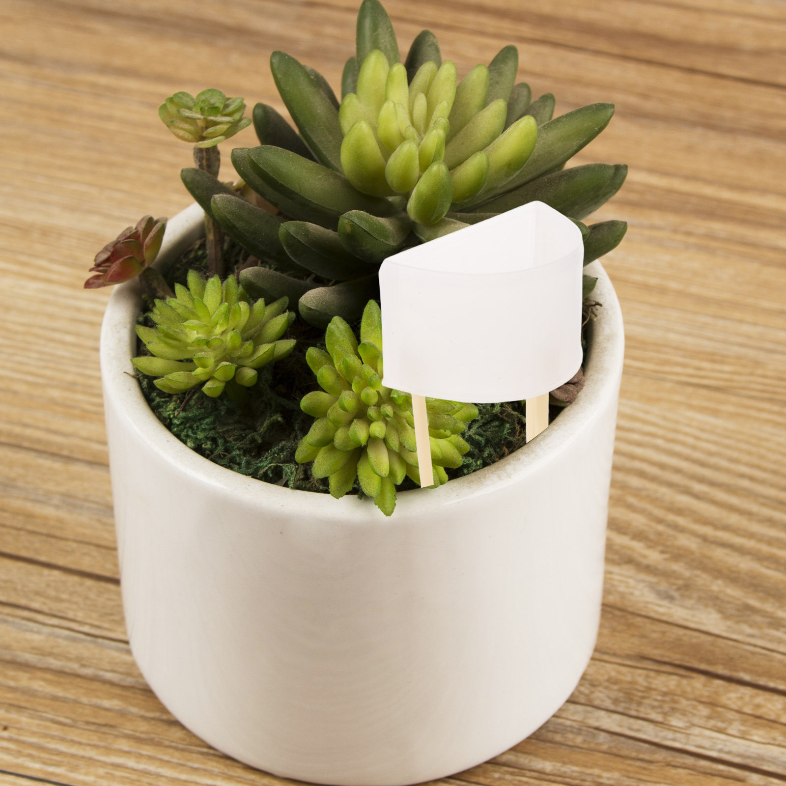 Adjustable Moss Pole Watering  - Self Watering Insert 评论和价格