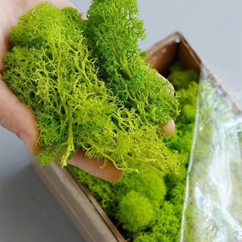 Artificial Green Plants Eterna - Sphagnum Moss Dry 评论和价格